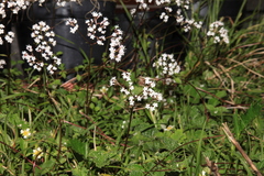 Valeriana kawakamii