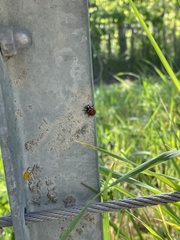 Coccinella septempunctata