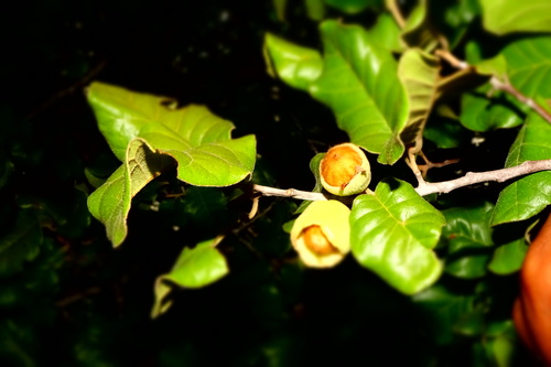 Perrierodendron boinense (Perrierodendron boinense)