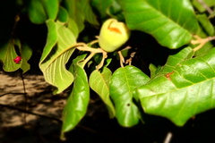 Perrierodendron boinense image