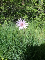 Tragopogon eriospermus