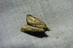Chesias isabella