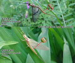 Ephemera orientalis