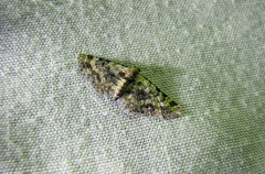 Eupithecia pulchellata