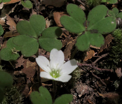 Oxalis magellanica
