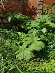 Heracleum sosnowskyi