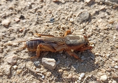 Gryllotalpa septemdecimchromosomica