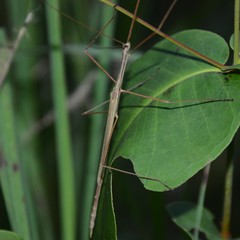 Austrosipyloidea carterus