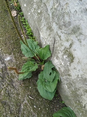 Plantago major