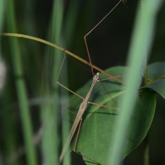 Austrosipyloidea carterus