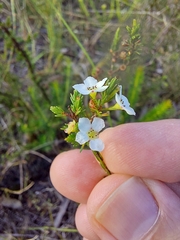 Harmogia densifolia