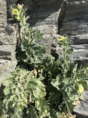 Hyoscyamus albus