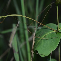 Austrosipyloidea carterus