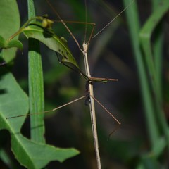 Austrosipyloidea carterus