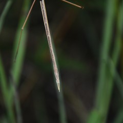 Austrosipyloidea carterus