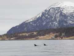 Lagenorhynchus albirostris