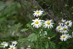 Argyranthemum callichrysum subsp. gomerensis image