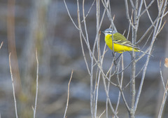 Motacilla flava beema