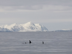 Lagenorhynchus albirostris