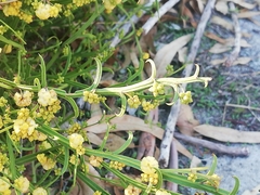 Acacia stenoptera