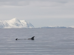 Lagenorhynchus albirostris