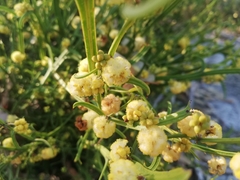 Acacia stenoptera