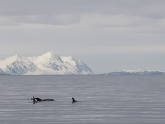 Lagenorhynchus albirostris