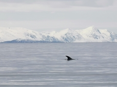Lagenorhynchus albirostris