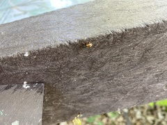 Arthropoda