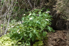 Argyranthemum callichrysum image