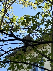 Columba palumbus