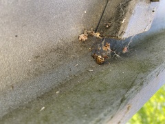 Harmonia axyridis