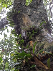 Bulbophyllum taiwanense