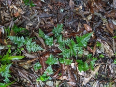 Davallia repens
