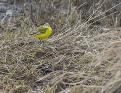 Motacilla flava beema