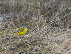 Motacilla flava beema