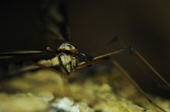 Pedicia contermina