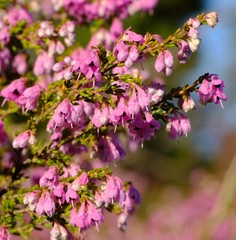 Erica melanthera