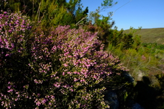 Erica melanthera