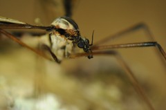 Pedicia contermina
