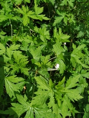Geranium sibiricum