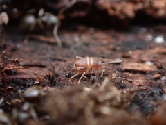 Myrmecophilus acervorum