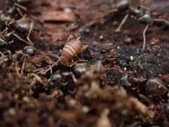 Myrmecophilus acervorum