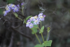 Pericallis steetzii image