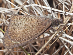 Cassionympha detecta