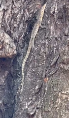 Varanus salvator macromaculatus