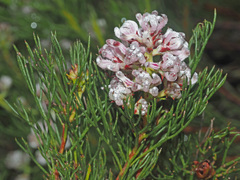 Serruria ascendens