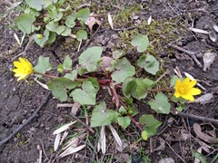 Ficaria verna