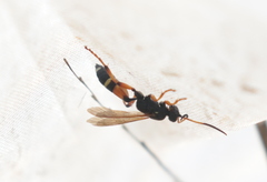 Ichneumon sarcitorius