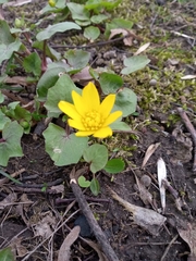 Ficaria verna